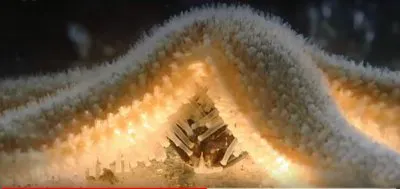 Starfish jigsaw puzzle