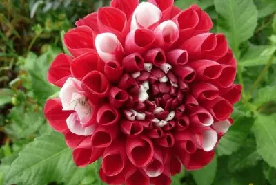 dahlia