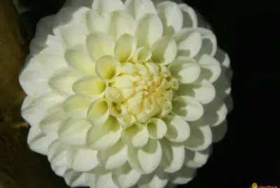 dahlia