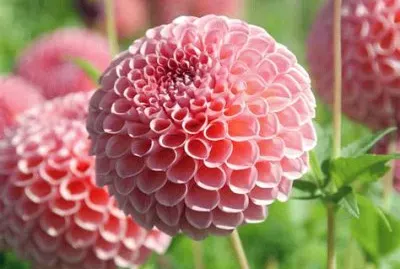 dahlias