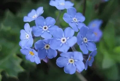 myosotis