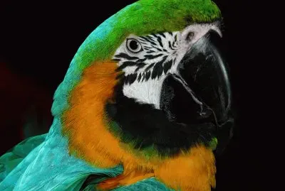 Arara