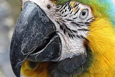 Arara