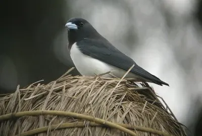 Artamo faccia nera jigsaw puzzle