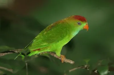 Loricolo jigsaw puzzle