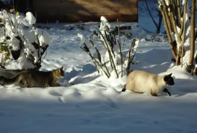 mia et mina jigsaw puzzle