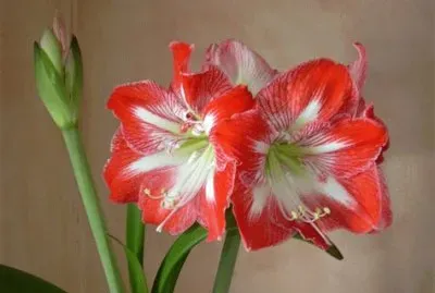 amaryllis jigsaw puzzle