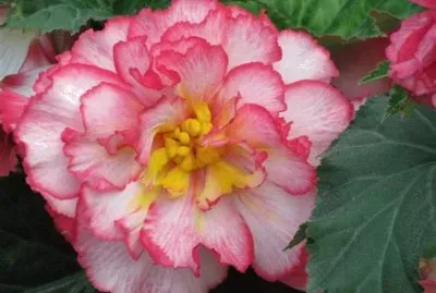begonia