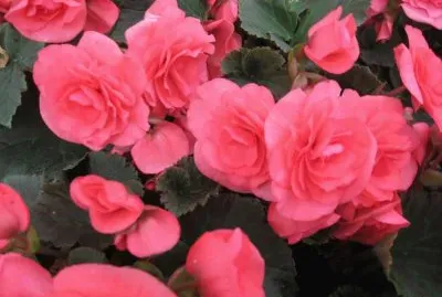 begonia