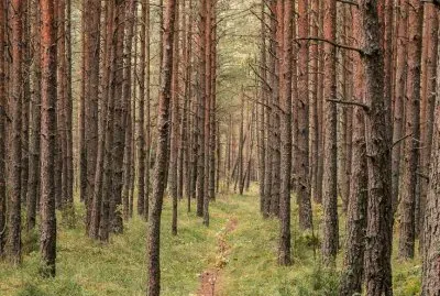 Trees