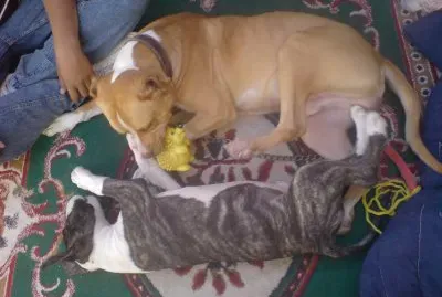 SHMUELT Y ROSCO