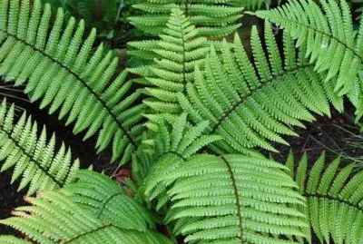 FougÄ—res jigsaw puzzle