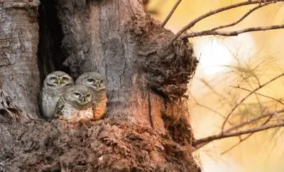 lechuzas jigsaw puzzle