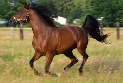 Ev ati jigsaw puzzle