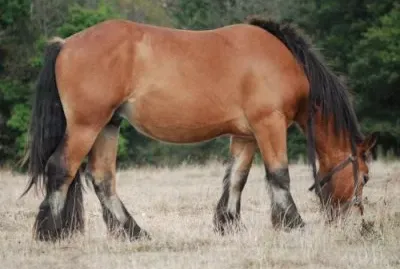 Trait du nord jigsaw puzzle