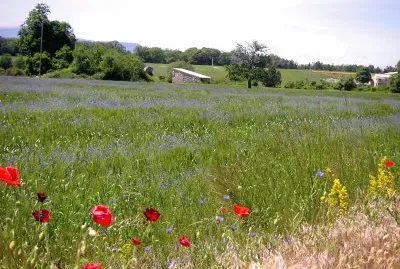 printemps aux coquelicots