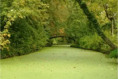 Primavera jigsaw puzzle