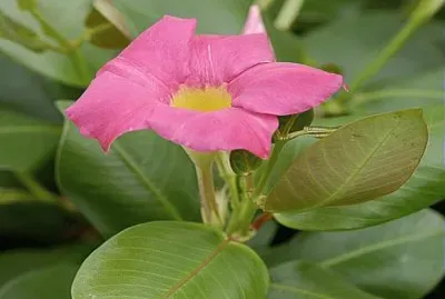 Dipladenia
