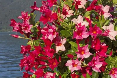 Dipladenia jigsaw puzzle