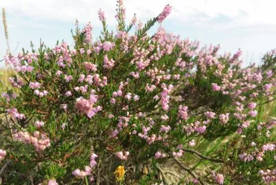 calluna vulgaris