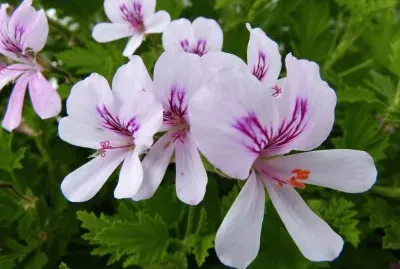 pelargonium