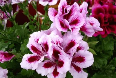 pelargonium