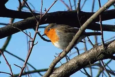 Robin jigsaw puzzle
