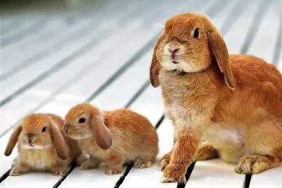 mom-#271 jigsaw puzzle