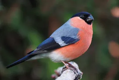 bouvreuil jigsaw puzzle