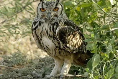 buho