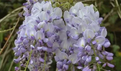Glycine jigsaw puzzle