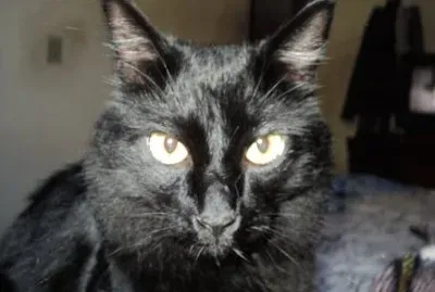 black cat