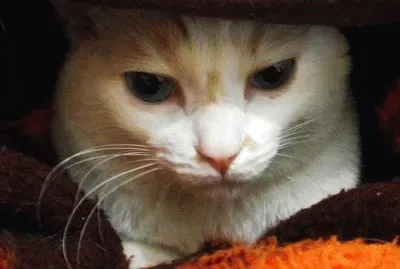 gato no inverno