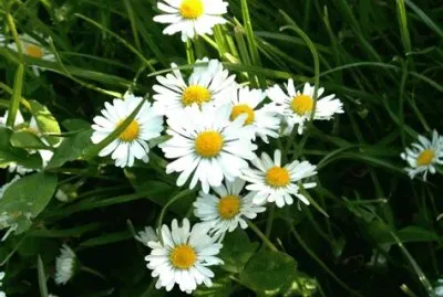 marguerites