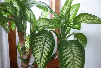 Diffenbachia jigsaw puzzle