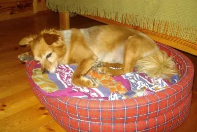 sleeping skubi
