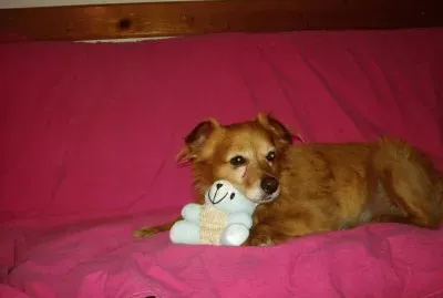 peluche