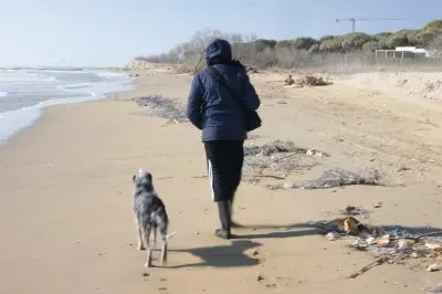פאזל של windy beach