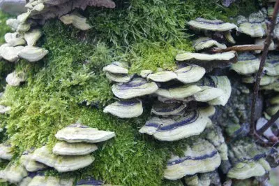 פאזל של funghi