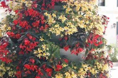 flowers jigsaw puzzle