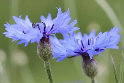 CentaurÄ—e jigsaw puzzle