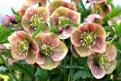 Hellebore