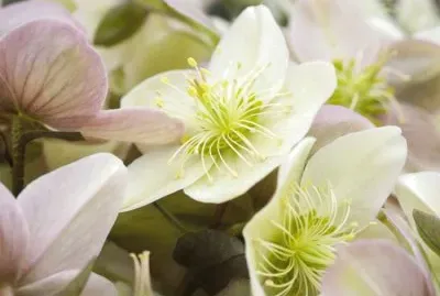Hellebore