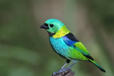Tangara settecolori