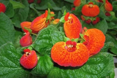 Calceolaire jigsaw puzzle