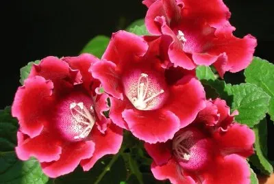 Gloxinia