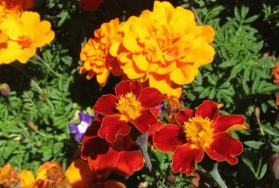 פאזל של Perty flowers