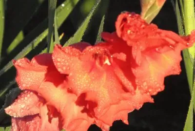 Gladiolas dripping with morning dew