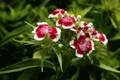 פאזל של Oeillet de poete