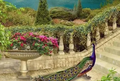 Peacock jigsaw puzzle